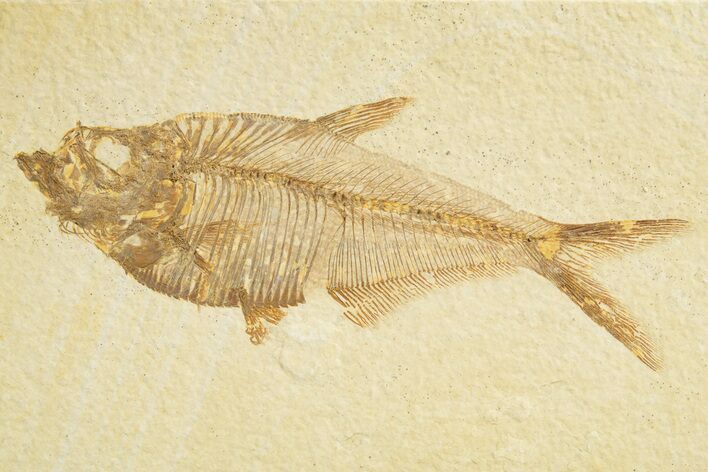 Detailed Fossil Fish (Diplomystus) - Wyoming #318676